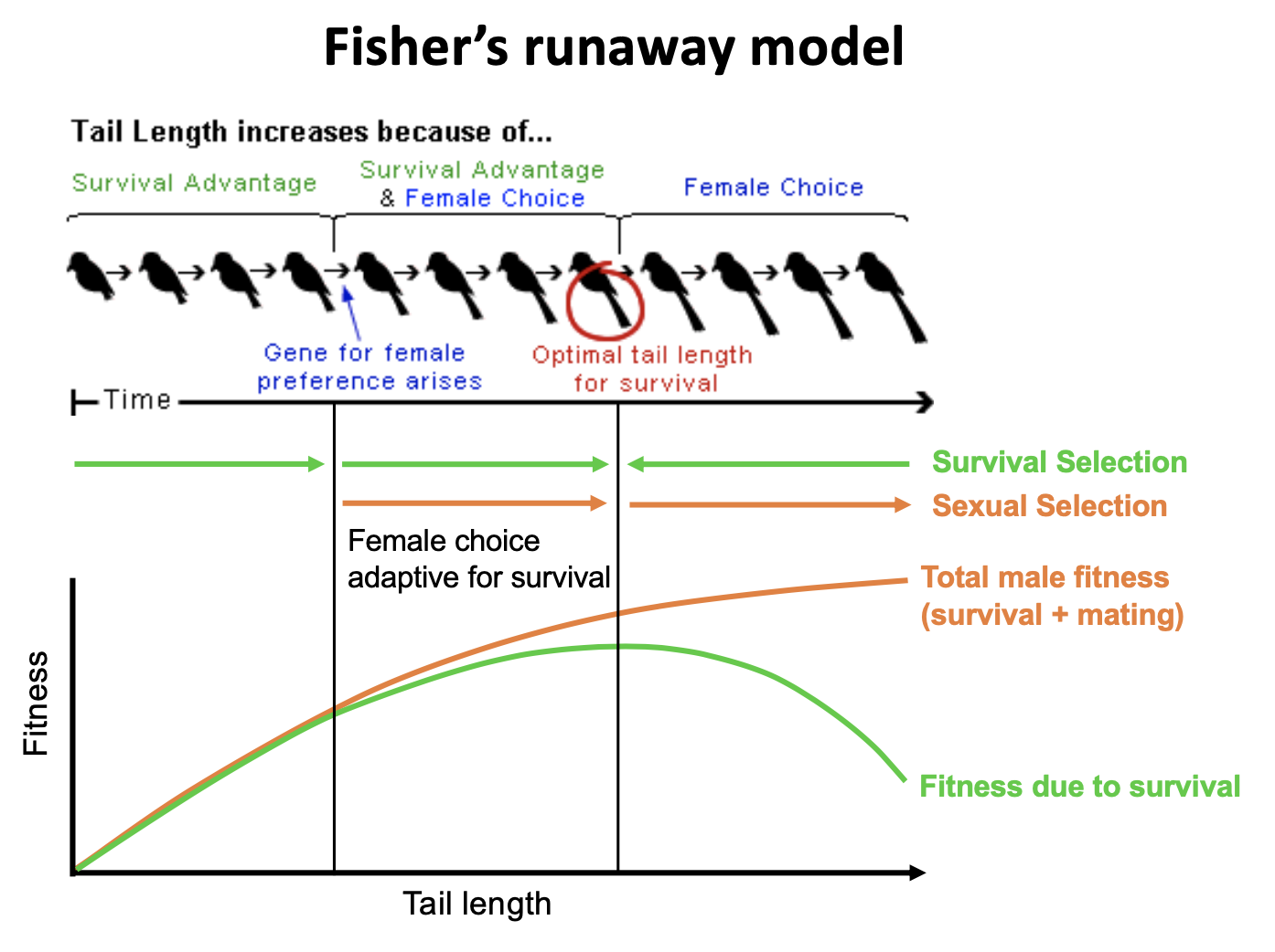 <p>tail length increases due to survival advantage → females notice and start to sexually select for it → longer and longer tails become costly to maintain and are naturally selected against</p>