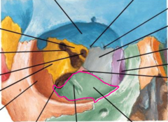 <p>Which bone makes up the inferior/medial wall of the orbit?</p>
