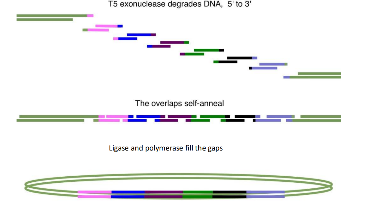 <p>Gibson Assembly. This is a method to join around 10 DNA fragments together. The DNA fragments must have overlapping/identical ends so they can bind and be filled in with DNA ligase and polymerase and then cloned with PCR, this will form a continuous strand consisting of all ten DNA fragments. This is done with three main enzymes in a cocktail, T5 endonuclease, DNA ligase and DNA polymerase.</p>