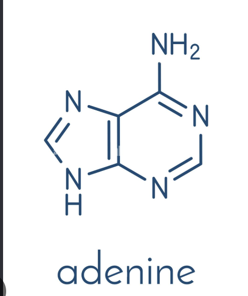 <p>-Purine</p><p>-Have an amino group</p><p>-Has a total of 3 N double bonds </p><p>-Found in DNA and RNA</p>