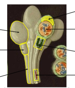 <p>Identify the entire cell.</p>