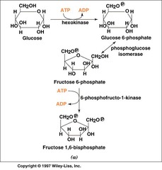 <p>Hexokinase phosphorylates glucose to glucose-6-phosphate, hydrolyzing ATP.</p>