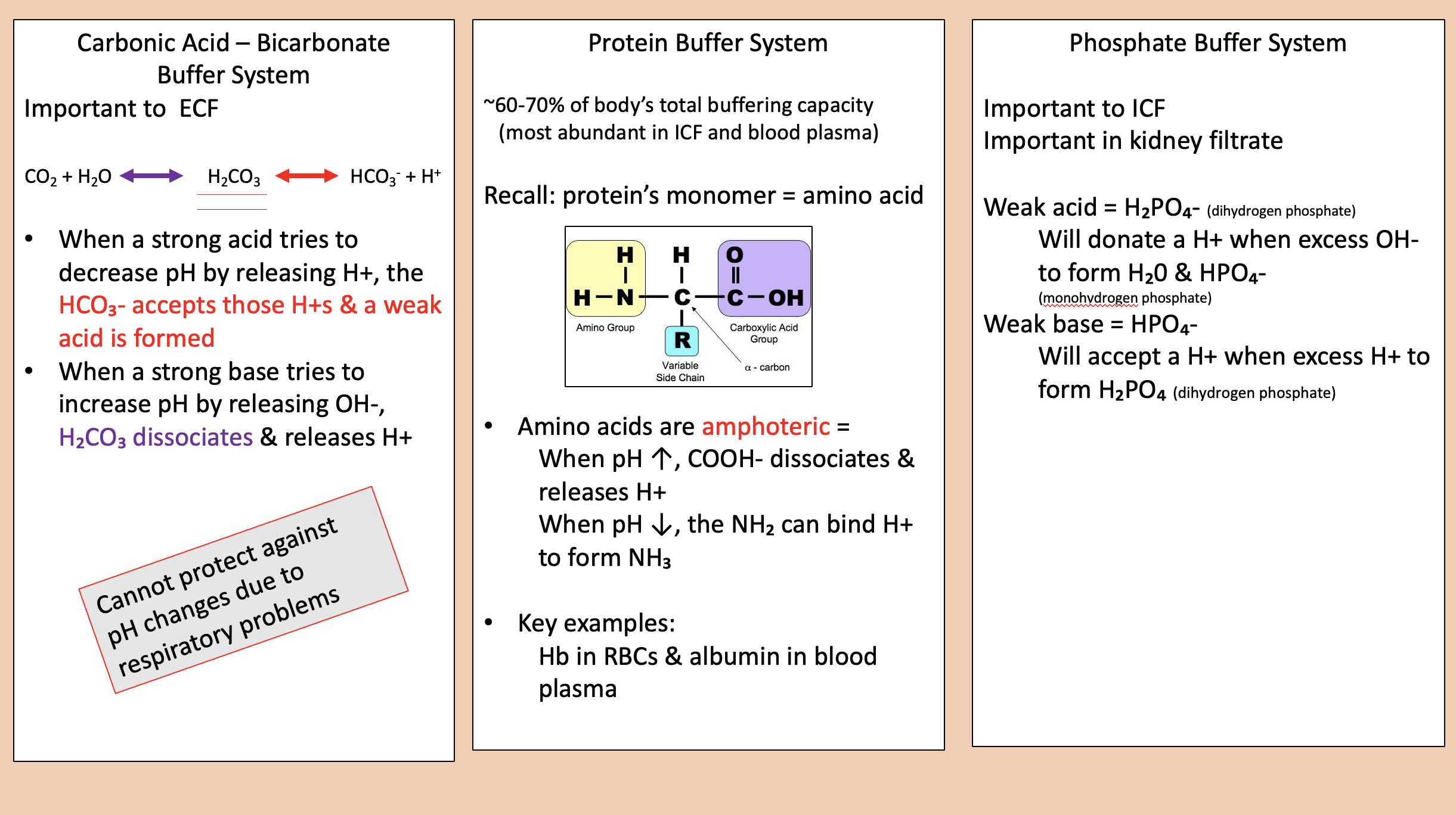<p><span>phosphate buffer system</span></p>
