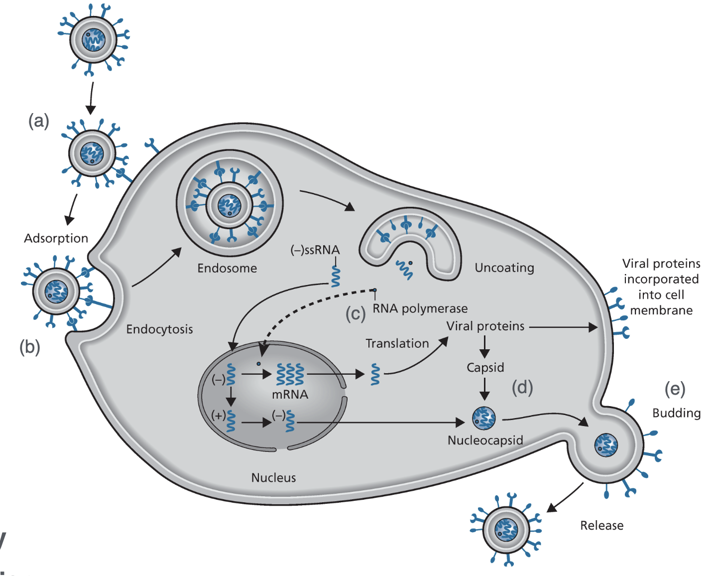 <ol><li><p>Adsorption</p></li><li><p>Fusion &amp; Entry</p></li><li><p>vRNA Replication</p></li><li><p>Virion Assembly</p></li><li><p>Budding &amp; Release</p></li></ol><p></p>