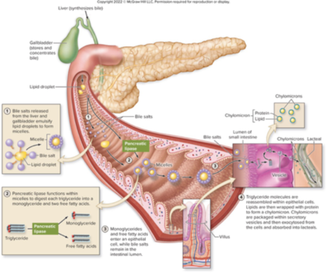 <ul><li><p><strong>Starts in stomach:</strong> Pepsin breaks proteins into peptides</p></li><li><p><strong>Continues in small intestine: </strong>Trypsin, chymotrypsin, and peptidases</p></li></ul><p></p>