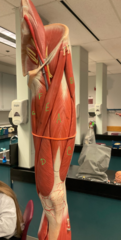 <p>sartorius</p>