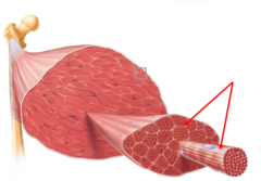 <p>Connective tissue surrounding individual muscle fibers</p>
