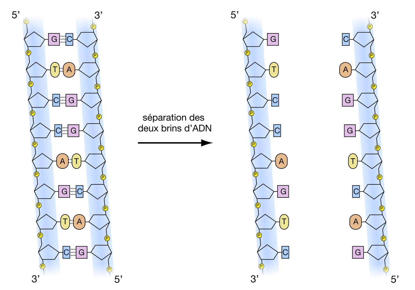 <p><u>Étape 1 :</u> <span style="color: red;"><strong>séparation des deux brins complémentaires de l’ADN</strong></span>, par rupture des liaisons hydrogène existant entre les bases azotées</p>