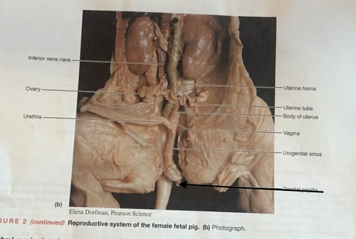 <p><span style="background-color: transparent;">The external opening of the female reproductive system through which reproductive fluids and offspring pass.</span></p>