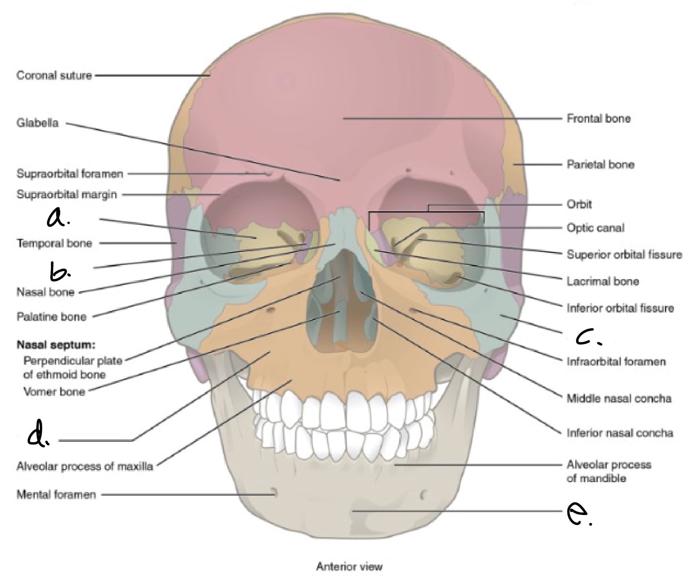 <p>A.</p>