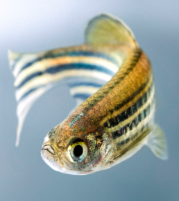 <p>Identify the vertebrata class this belongs to.</p>