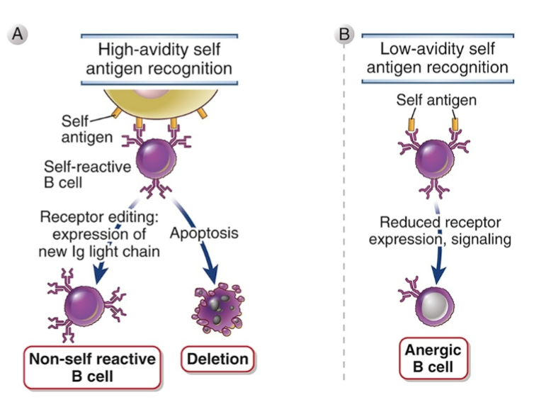 <ul><li><p><span style="background-color: transparent;">B cell tolerance important for preventing antibody responses to self antigen</span></p></li><li><p><span style="background-color: transparent;">If recombination is successful</span></p><ul><li><p><span style="background-color: transparent;">Non-self reactive B cell</span></p></li></ul></li><li><p><span style="background-color: transparent;">Low- avidity self antigens => <strong>will eventually die</strong></span></p></li></ul><p></p>