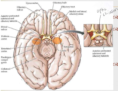 <p><span>OB &amp; tract lie on olfactory sulcus (frontal lobe). Olfactory tract bifuricates- Lateral olfactory stria- Axons from OB. Medial olfactory stria- Axons from other brain<br>regions. Anterior perforated substance: ACA perforate this area to reach basal ganglia &amp; IC, Olfactory Tubercle found here. Bypasses thalamus!! Goes straight to cortex. </span></p>