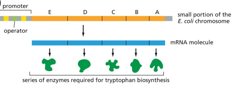 <ul><li><p>Five genes</p></li><li><p>Encode enzymes for tryptophan biosynthesis</p></li><li><p>Transcription regulated by a single promoter</p></li></ul><p></p>