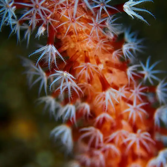 <p>eumetazoa synapomorphyies</p>