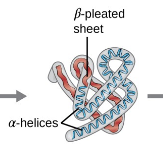 <p>3D folding pattern of a protein due to side chain interactions</p><ul><li><p>are formed mainly by hydrophobic interactions between amino acid side chains</p></li></ul><p></p>