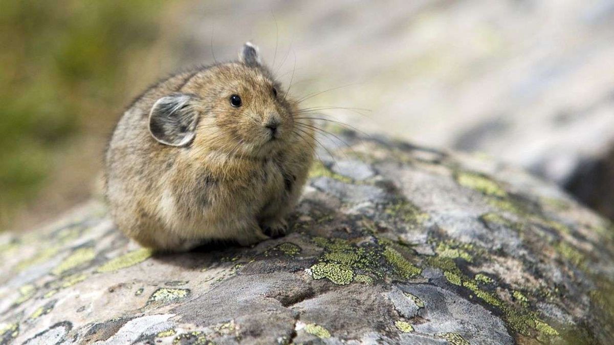 <p>Pika</p>