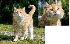 <p>What is this, where the animal has an increase in body size and enlargement of the abdomen and head?</p>