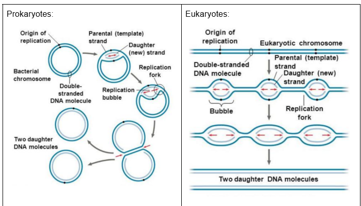 <p>Prokaryotes (Bacteria):</p><ul><li><p>The prokaryotic chromosome is a small circular DNA molecule, with a <strong><u>single</u> origin of replication</strong></p></li><li><p>Hence, DNA replication proceeds bidirectionally from the origin of replication to a termination site located approximately halfway around the circular chromosome, resulting in the synthesis of two daughter DNA molecules</p></li></ul><p></p><p>Eukaryotes:</p><ul><li><p>The eukaryotic chromosome is much larger and consists of a <strong>linear DNA molecule</strong>, with <strong><u>multiple</u></strong> <strong>origins of replication</strong></p><ul><li><p>Hence, multiple regions of the chromosome undergo replication at the same time</p></li></ul></li><li><p>The advantage of having multiple origins of replication in eukaryotes is <strong>speed </strong></p><ul><li><p>Multiple replication bubbles form simultaneously and eventually fuse, thus speeding up the copying of very long DNA molecules  </p></li><li><p>Replication takes approximately eight hours in human cells with multiple origins of replication. If it had only one origin of replication, it would take 100 times longer. This is important given the much larger size of a eukaryotic chromosome.</p></li></ul></li><li><p>Steps:</p><ul><li><p>Replication begins at multiple origins of replication, where the two parental strands separate to form replication bubbles.</p></li><li><p>The bubbles expand laterally, as DNA replication proceeds bidirectionally.</p></li><li><p>Eventually, the replication bubbles fuse and synthesis of the daughter strands is complete</p></li></ul></li></ul><p></p>