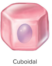 <p>cuboidal cell shape</p>