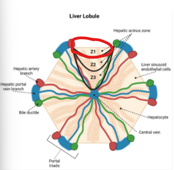 <p>Blood enters the liver through the portal vein, carrying nutrients and toxins, including ammonia, and flows toward the central vein. </p><p>Along this pathway hepatocytes are organized into zones with different metabolic rates </p><p></p><p>What accurately describes Zone 1 </p>