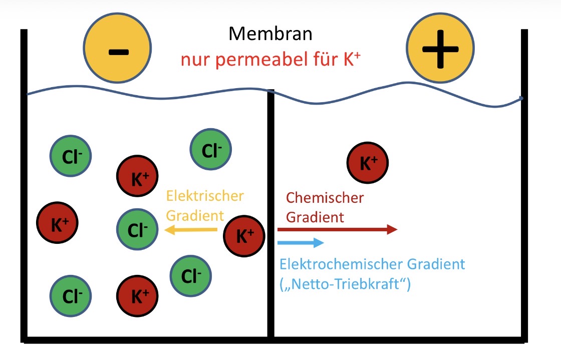 <p>Die K+ Konzentration steigt, erreicht aber nicht den Konzentrationsausgleich</p><p>K+-Ionen diffundieren gemäß Konzentrationsunterschied (chemischer Gradient) in die rechte Hälfte des Gefäßes</p><p>Aufgrund des Überschusses positiver Ladungen auf der rechten Seite und negativer Ladungen auf der linken Seite baut sich eine Potentialdifferenz auf (elektrischer Gradient), die dem weiteren Übertritt von K+ -Ionen entgegenwirkt</p><p></p>