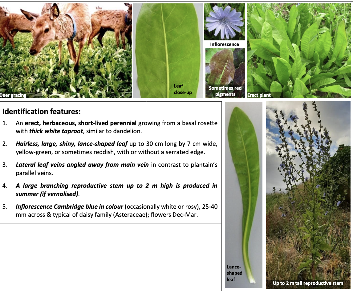 <p><strong>Plant family:</strong> Asteraceae<br><strong>Life cycle:</strong> Short‑lived perennial<br><strong>Key persistence/spread:</strong> Taproot; seed<br><strong>Farming systems:</strong> Summer forage for dairy, sheep, beef</p><p><strong> How to identify</strong></p><p>Grows from a thick, fleshy white taproot, similar to a dandelion but much larger.</p><p>Leaves form a basal rosette initially and are large, hairless, and glossy, with margins that may be smooth or lightly toothed. A key identifying feature is that lateral veins angle away from the midrib, unlike plantain’s parallel veins.</p><p>In summer, it sends up tall flowering stems (up to 2 m) bearing multiple bright blue daisy‑like flowers. The plant becomes very upright at this stage.</p><p></p>