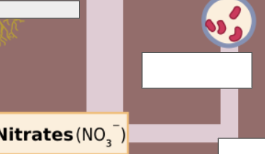 <p>nitrogen cycle: name the step</p>