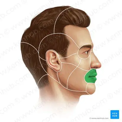 <p>Mouth</p>