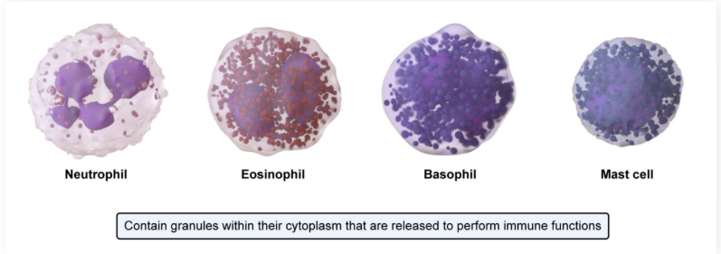 <ul><li><p>Cells in the <strong>innate immune </strong>system with specific <strong>granules </strong>in their <strong>cytoplasm</strong></p><ul><li><p><strong>Include neutrophils, eosinophils, basophils, and mast cells</strong></p></li></ul></li></ul><p></p><p>everything minus Monocytes and Lymphocytes</p><p></p><p></p>