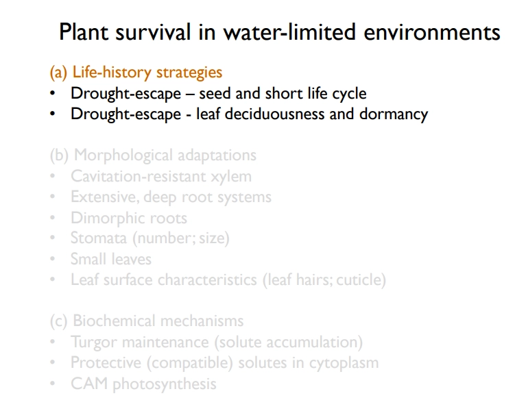 <p>life history stratgeties:</p><ul><li><p>drought escape- short, ephemeral life cycles with dormant seeds that germinate after rainfall</p></li><li><p>drought-deciduous- long-lived, enters dormancy + sheds leaves (fertile soil to regrow leaves)’</p></li></ul><p></p><p>morphological features:</p><ul><li><p>lignified tracheid pores to resist embolism</p></li><li><p>dimorphic roots- tap roots (reach deep water + hydraulic lift), lateral roots (nutrient uptake) and/or ephemeral surface roots (after rain, secrete acids to solubilise + absorb phosphate)</p></li><li><p>small leaves- less transpiration + more sensible heat loss</p></li><li><p>leaf hairs in summer leaves (less photosynthesis but more water conservation)</p></li></ul><p></p><p>biochemical mechanisms:</p><ul><li><p>accumulation of compatible solutes to lower protoplast water potential in high salinity</p></li><li><p>CAM photosynthesis</p></li></ul><p></p>