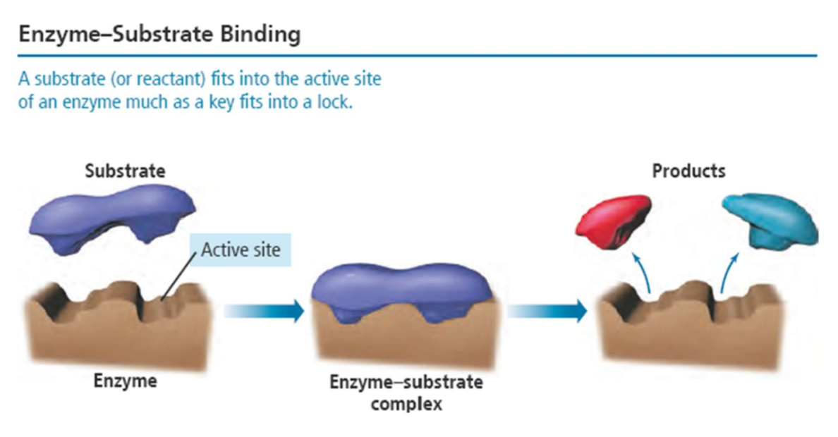 <p>Enzymes are protein molecules that catalyze biological reactions</p><p>They are required for many biological reactions to proceed at a reasonable rate as the molecules are large and complex</p><p>Enzymes absorb the substrate reactant onto an active site that orients the substrate for reaction</p>