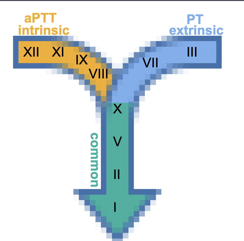 <p>complex formation on phospholipid membranes</p><p><strong>⚬ localizes clotting to site of injury</strong></p><p>⚬ clotting factors bind to membrane of activated plts</p><p><strong>￭ complex = enzyme + cofactor + substrate</strong></p>