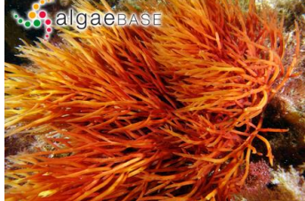 <p>Red algae (Rhodophyta)</p>
