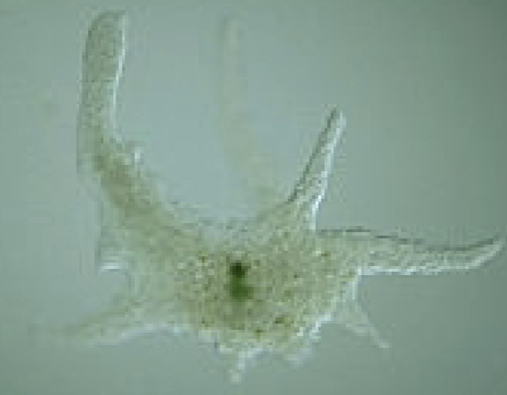 <p>What protist is this?</p>