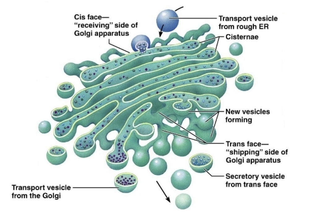 <p>This is like the finishing center of the cell. It takes vesicles delivered from the ER and makes final touches. Then it sends the finished products to the cell membrane to be excreted out of the cell. Vesicles can also be sent into the cell to be lysosomes or peroxisomes</p>