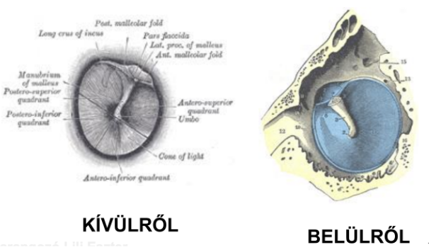 <ul><li><p style="text-align: justify;"><span style="background-color: transparent;"><em>Membrana tympani</em></span></p></li><li><p style="text-align: justify;"><span style="background-color: transparent;">Külső és középfül határán</span></p></li><li><p style="text-align: justify;"><span style="background-color: transparent;">Vékony, szürkésfehér színű, rugalmas lemez</span></p></li><li><p style="text-align: justify;"><span style="background-color: transparent;"><strong>1/10 mm</strong> vastag, közel kerek, <strong>10-11 mm</strong> átmérőjű</span></p></li><li><p style="text-align: justify;"><span style="background-color: transparent;">Közepe kívülről kissé behúzott, itt tapad hozzá a középfül felöli oldalon az egyik hallócsont, a kalapács nyele</span></p></li><li><p style="text-align: justify;"><span style="background-color: transparent;">A dobhártya külső oldalát vékony bőr, belső oldalát nyálkahártya borítja</span></p></li><li><p style="text-align: justify;"><span style="background-color: transparent;">A hanghullámok a kagyló és a külső hallójárat közvetítésével a dobhártyán rezgéseket (mozgásokat) keltenek, s ez továbbítódik a középfül képletei felé</span></p></li></ul><p></p>
