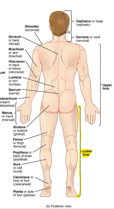 Thigh, leg, ankle, and foot