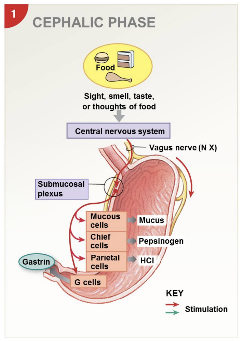 <p>-controlled and activated by brain; “cephalic”=head; signals from brain</p><p>-sight, smell, taste, or thoughts of food</p><p>-vagus nerve (CN X)</p><p>-get stomach ready for digestion: increase mucus so protected, increase pepsinogen, increase HCl</p><p>-gastrin reinforces</p>