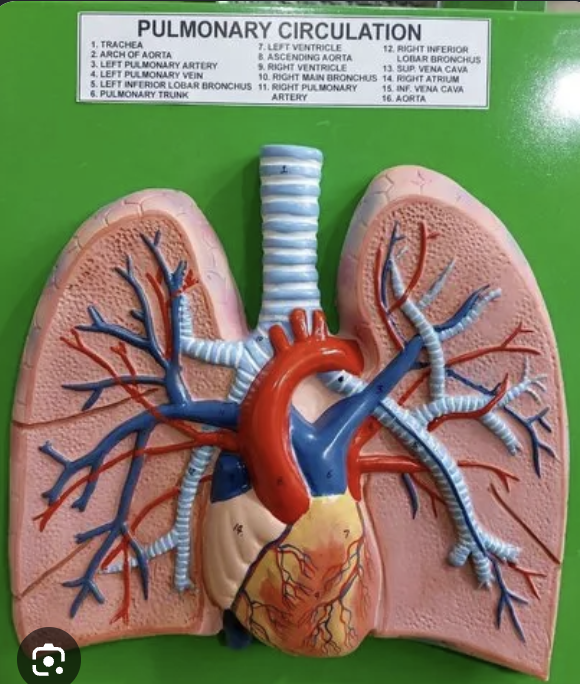 <p>what tissue makes up the wall of the pulmonary trunk?</p>