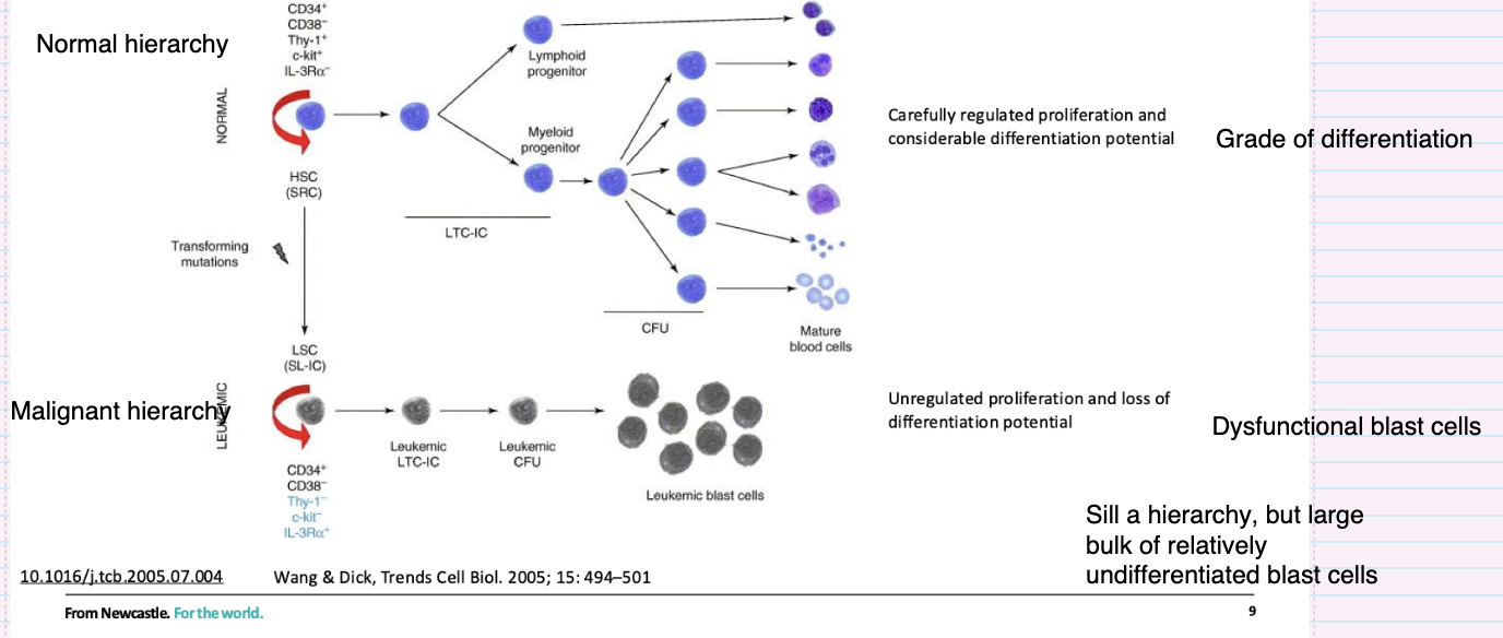 <ul><li><p>Originates from <strong>transforming mutations in stem/progenitor cells</strong></p></li><li><p><strong>Leukaemic stem cells (LSCs)</strong> retain self-renewal</p></li><li><p>Produces a hierarchy but with <strong>impaired differentiation</strong></p></li><li><p>Results in <strong>accumulation of immature blast cells</strong></p></li><li><p>Characterised by <strong>uncontrolled proliferation and dysfunctional cells</strong></p></li></ul><p></p>