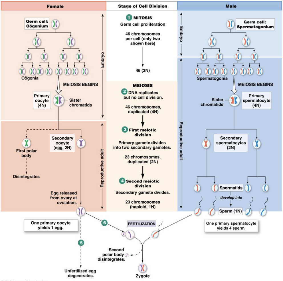 <p><strong>Males</strong></p><ul><li><p>Mitosis in embryo and adult</p></li><li><p>Meiosis continuous in adult</p></li><li><p>100-200 million/day</p></li><li><p>4 sperm/primary gamete</p></li><li><p>34-35°C → below body temperature, which is why testes descend to be on outside of the body to allow enzymes to function at the cooler temperature for spermatogenesis</p></li></ul><p><strong>Females</strong></p><ul><li><p>Mitosis in embryo only</p></li><li><p>Finishes only with fertilization</p></li><li><p>1/month</p></li><li><p>1 oocyte + 2 (3) polar bodies/gamete</p></li><li><p>37°C</p></li></ul><p></p>