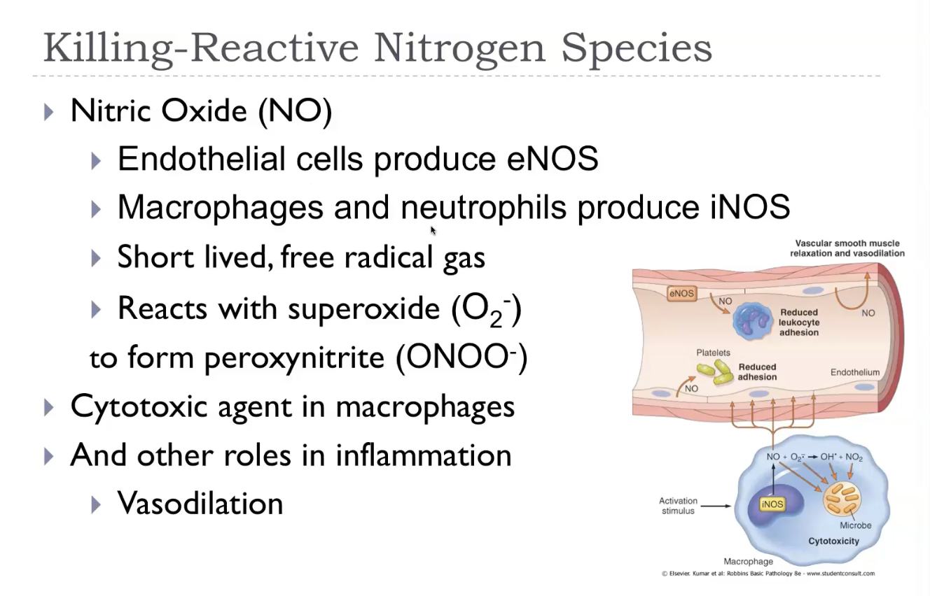 <p><strong>Reactive nitrogen species (RNS)</strong> are highly reactive nitrogen‑containing molecules—mainly <strong>nitric oxide (NO)</strong>, <strong>nitrogen dioxide (NO₂)</strong>, and <strong>peroxynitrite (ONOO⁻)</strong>—that are produced in cells during inflammation, especially by macrophages and neutrophils. Like ROS, they can be helpful in controlled amounts, because NO acts as a <strong>signalling molecule</strong> (regulating blood vessel dilation) and contributes to <strong>microbial killing</strong> when combined with superoxide to form peroxynitrite. But in excess, RNS cause <strong>nitrosative stress</strong>, damaging proteins, lipids, and DNA through nitration and nitrosylation reactions, contributing to inflammation, cell injury, and diseases such as neurodegeneration and chronic inflammation. They are essentially the nitrogen‑based counterparts to ROS, with similar benefits and risks.</p>