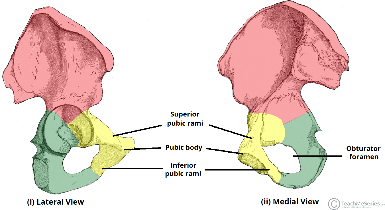 <p>The pubic body is the central portion of the pubis.</p>