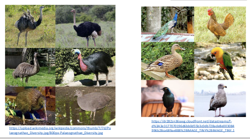 <ul><li><p>the two major clades of living birds can be distinguished by their bill anatomy</p></li><li><p>paleognaths (ratites and tinamous) have reduced mobility in their jaws</p></li><li><p>neognaths (all other modern birds) have more flexible jaws that can move upward for a wider gape</p></li></ul><p></p>