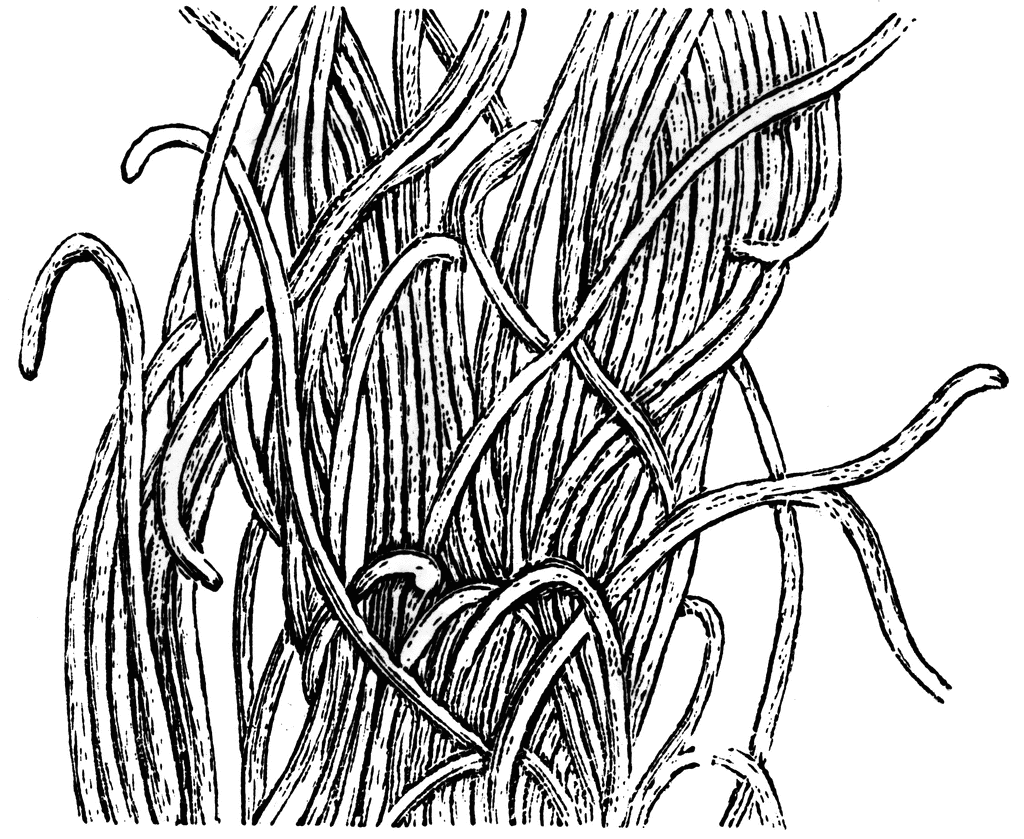 <p>contains higher proportions of elastic fibers then whit fib tissues so more flexible </p><p>-tensile strength</p><p>occurs in regions where recoil properties are needed such as respiratory system</p>