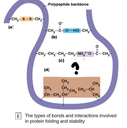 <p>Which bond is (d)?</p>