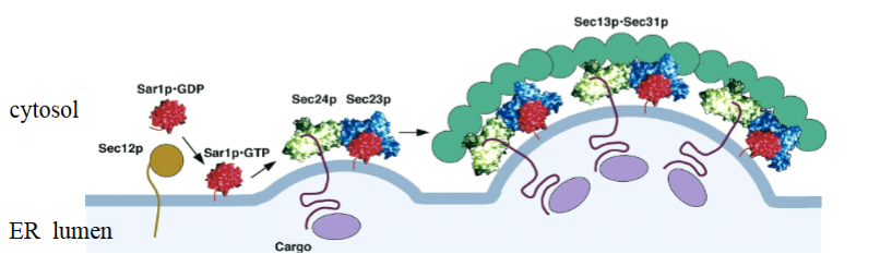 <ol><li><p>coating initiated by guanine nucleotide exchange factor that activates small GTPase by facilitating GDP to GTP exchange (Sec12 activates Sar1)</p></li><li><p>GTPase recruits coat (Sar1 recruits Sec23/Sec24 – first layer of coat)</p></li><li><p>Sec24 binds cargo proteins to be sorted/sequestered into bud (transmembrane proteins bind Sec24 directly, and soluble proteins bind transmembrane cargo receptors that bind Sec24)</p></li><li><p>Sec23/Sec24 recruit Sec13/31 (second layer of the coat)</p></li></ol><p>have to activate GTPAse, GTPAse recruits first layer, first layer recruits second layer</p>