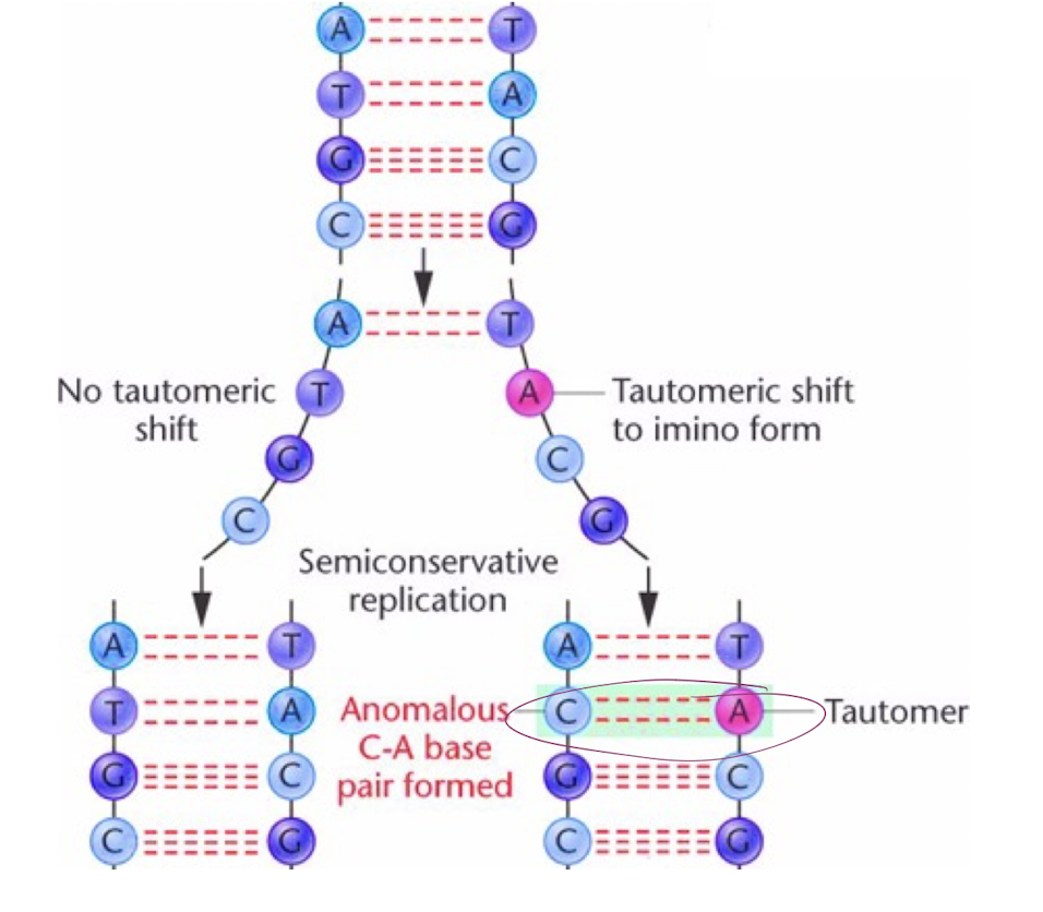 <p>-Can change the bonding structure, allowing noncomplementary base pairing </p><p>-May lead to permanent base-pair changes and variants </p><p>-causes an anomalous base-pairing, causing an alternative chemical form that differ by only a single proton shift in the molecule</p>