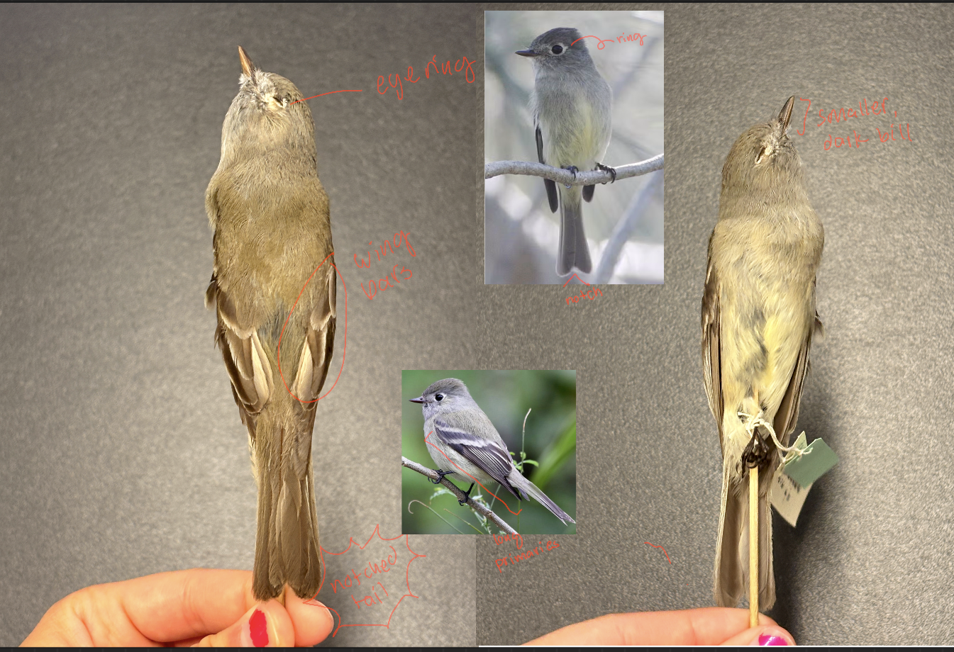 <p>Hammondās Flycatcher</p><p>Order: Passeriformes</p><p>Family: Tyrannidae</p><p>Habitat: Coniferous forest</p><p>Life History:</p><p>Neotropical migrant</p>